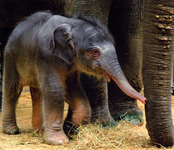 photograph of a baby elephant